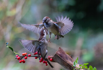 The fights, positions and attitudes of the sparrows in flight are spectacular!