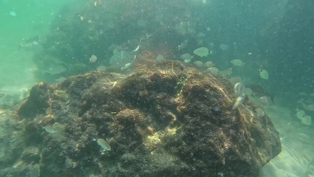 Reef fish swimming among the rock and coral reef in Red Reef Park in Boca Raton, Florida on a sunny day.