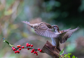 The fights, positions and attitudes of the sparrows in flight are spectacular!