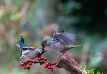 The fights, positions and attitudes of the sparrows in flight are spectacular!