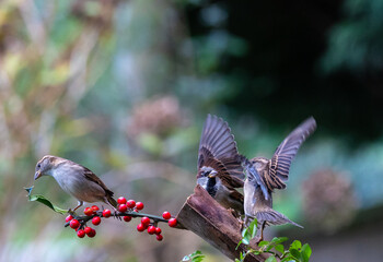 The fights, positions and attitudes of the sparrows in flight are spectacular!