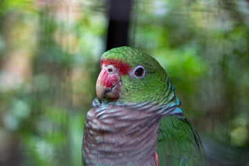 Amazona vinacea ou papagaio-de-peito-roxo
