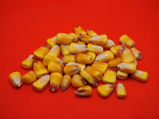 bright yellow corn seeds on a red background