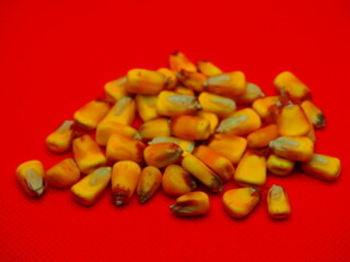 bright yellow corn seeds on a red background