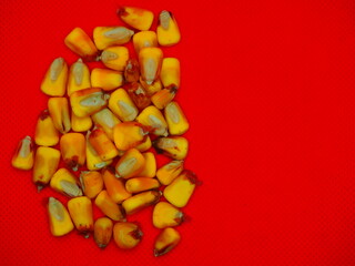 bright yellow corn seeds on a red background
