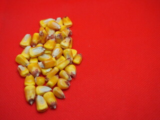 bright yellow corn seeds on a red background