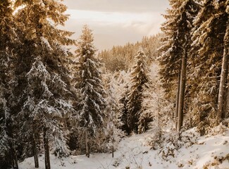 Winter in the forest. Winter beautiful snowy forest, hiking mountains. European winter forest.