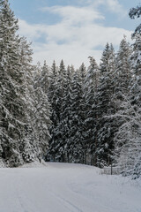 winter forest in the mountains