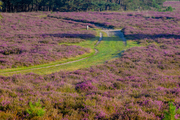 Flowering calluna vulgaris on the field, Nature path and forest, Heath, ling or simply heather, The sole species in the genus Calluna in the family of Ericaceae, Bussumerheide, Hilversum, Netherlands.