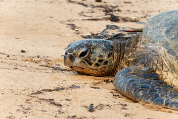 sea turtles on the beach