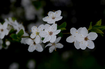 cherry blossoms macro image in a dark key