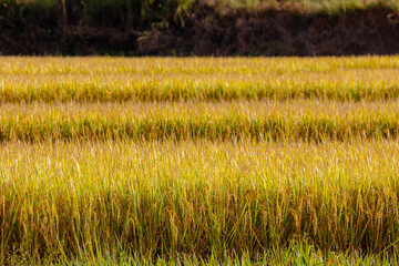 Agriculture concept, Selective focus of bunches ear of paddy in the rice field with morning dew, Yellow golden ears of rice with sunlight during sunrise, Countryside farm in the northern of Thailand.