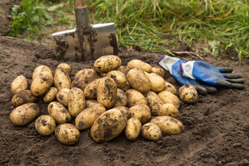 Organic potato harvest close up. Freshly harvested potato with shovel and gloves on soil in farm...