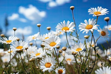 A beautiful sunny spring or summer meadow. Natural colorful panoramic landscape with many wild flowers of daisies against blue sky - obrazy, fototapety, plakaty