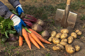 Harvesting organic beetroot carrot potato vegetables. Autumn harvest of fresh raw carrots bunch in farmer hands in garden