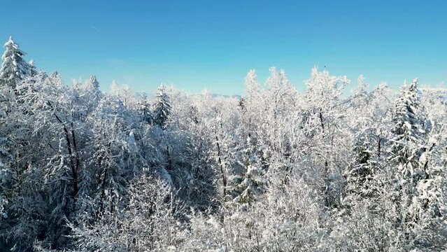 Beautiful footage of snow covered winter nature