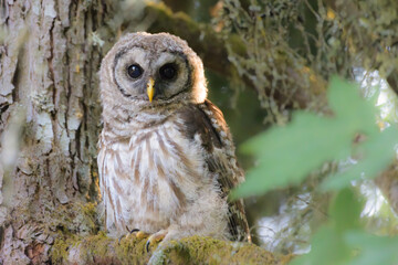 Barred Owl strix varia watches for a perch in old woodland