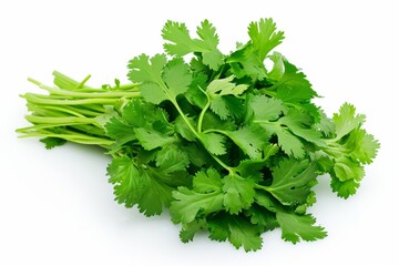 Fototapeta premium Fresh Cilantro Coriander Isolated on White Background