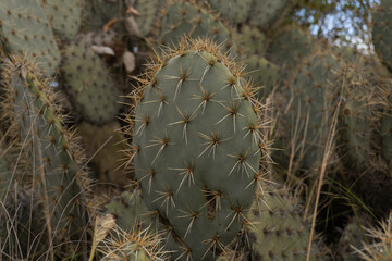 Matorral de cactus 