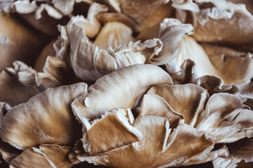 Bunch of Oyster mushrooms close up. Vegetarian food, healthy diet mushroom