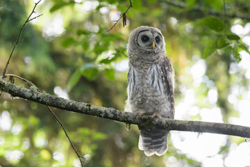 Young barred owl on a perch in woodland