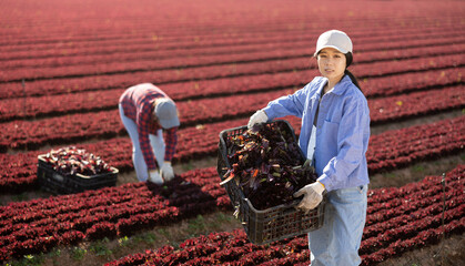 Young asian woman carries box of fresh red lettuce crops in a farmer field