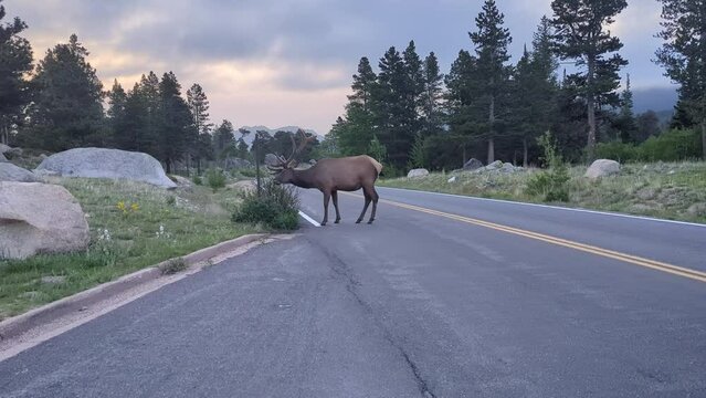 Elk on the road in the Bear Lake area of the Rocky Mountain National Park (Estes Park, Colorado, United States of America). 