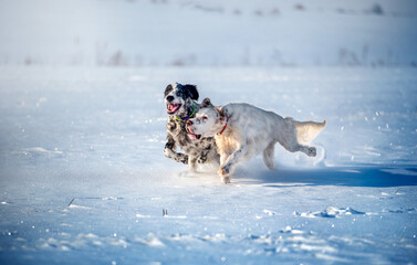Two cheerful white and black dogs of the English setter breed are running on a snowy field.  Hunting dogs. Soft focus. Selective focus. - Powered by Adobe