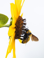 A side view of a bumblebee gathering pollen and nectar from a common sunflower with the white of an...