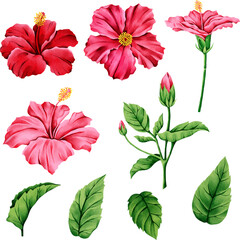 set of illustrations of hibiscus flowers, elements suitable for summer fabric print patterns