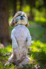 shih tzu dog stands in the forest in summer
