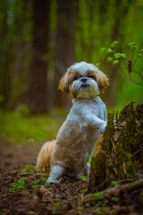 shih tzu dog stands near a tree in the forest in summer