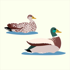 Wild ducks isolated in flat cartoon design. Male and female of mallard duck
