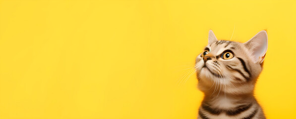 Banner with cat on solid yellow background, with copy space