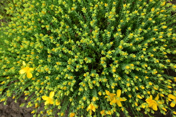 Closeup of beautiful yellow flowers hypericum perforatum in the garden.Warm sunny day
