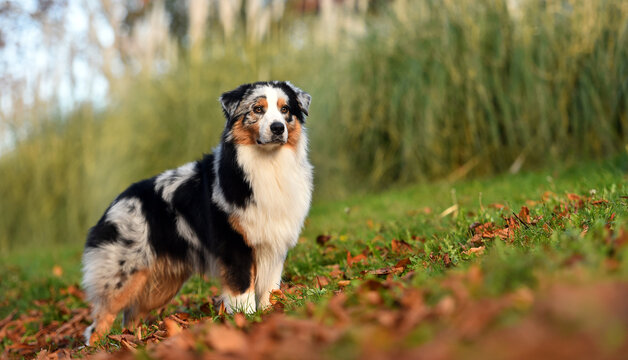 un perro pastor australiano posando en el parque