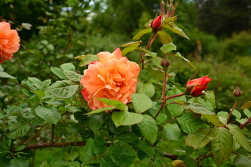 Beautiful red rose . bright red rose with green leaves and a soft bokeh background. top view of beautiful red rose in the garden