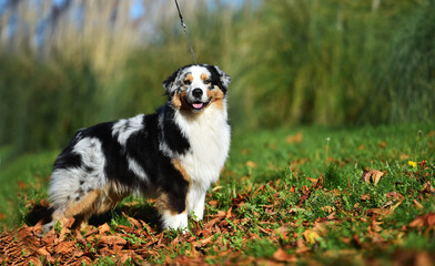 Naklejka na ściany i meble a beautiful australian shepherd dog in the park