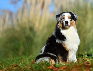 a beautiful australian shepherd dog in the park