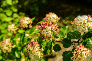 Beautiful White flower close-up. Sunny day of the beginning of summer. The image is partially out of focus.