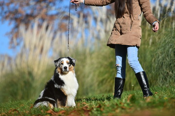 Naklejka na ściany i meble a beautiful australian shepherd dog in the park