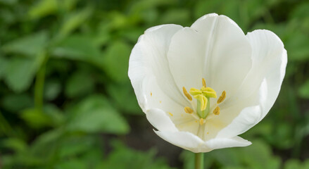 spring background with natural flowers and plants