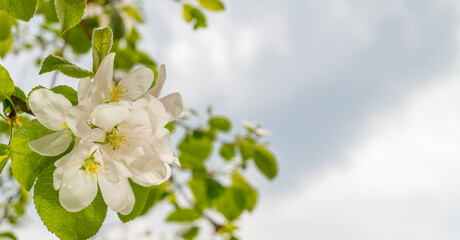 spring background with natural flowers and plants