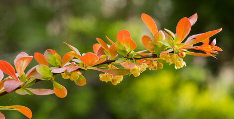 spring background with natural flowers and plants