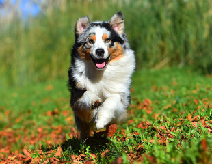 a beautiful australian shepherd dog