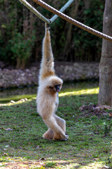 Lar Gibbon (Hylobates lar) in Malaysia