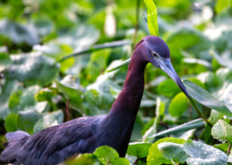 Little Blue Heron (Egretta caerulea) in the Azores