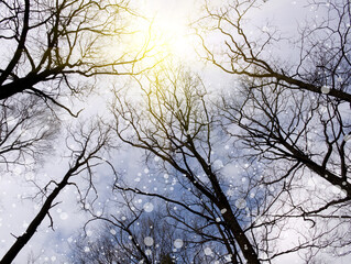 Fototapeta na wymiar Silhouettes of trees against the blue sky
