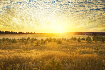 Summer evening  landscape