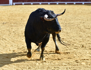 un toro bravo español corriendo en una plaza de toros durante un espectaculo taurino en españa - 716036332
